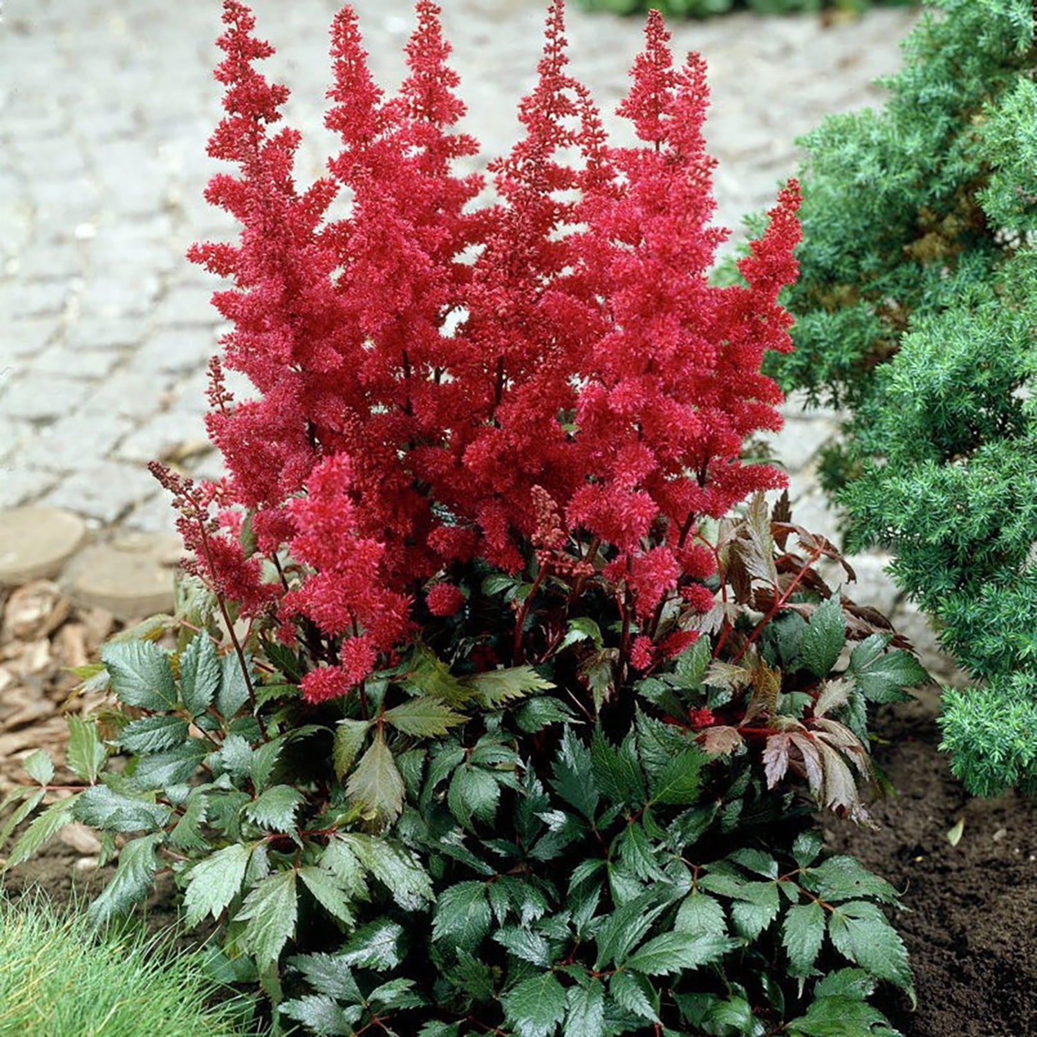 Fanal False Spirea