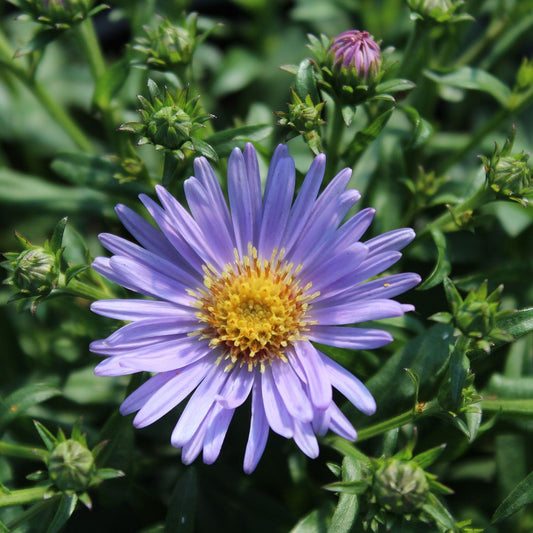 Wood's Light Blue Alpine Aster