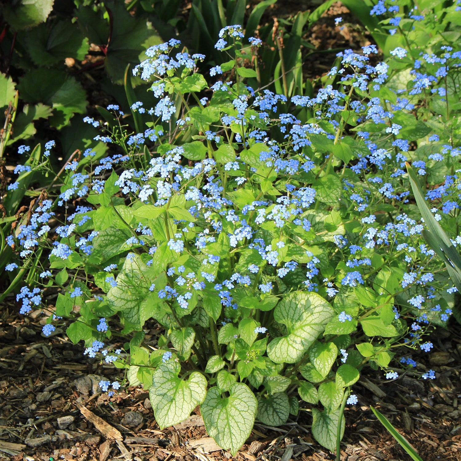 Jack Frost Siberian Bugloss