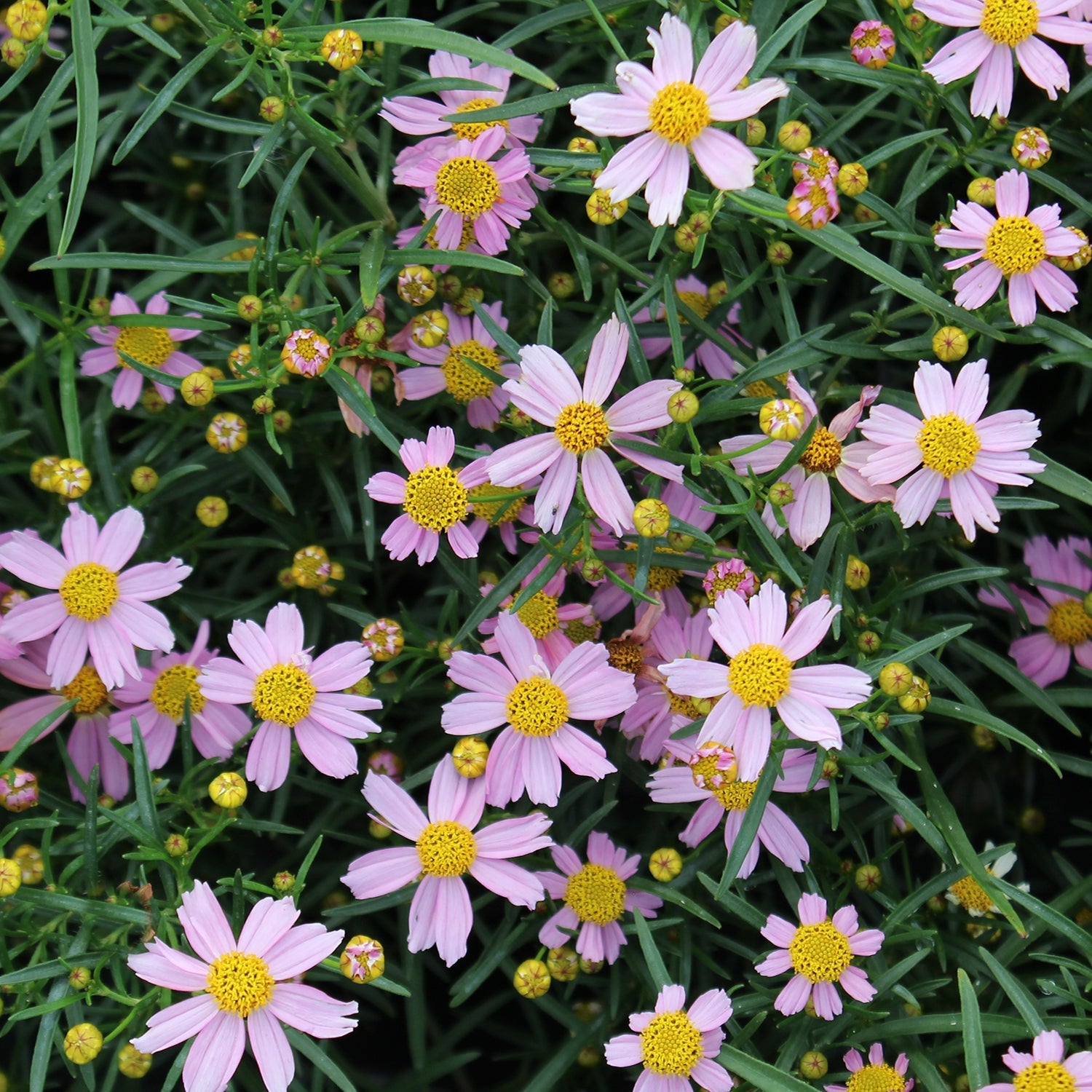 American Dream Tickseed