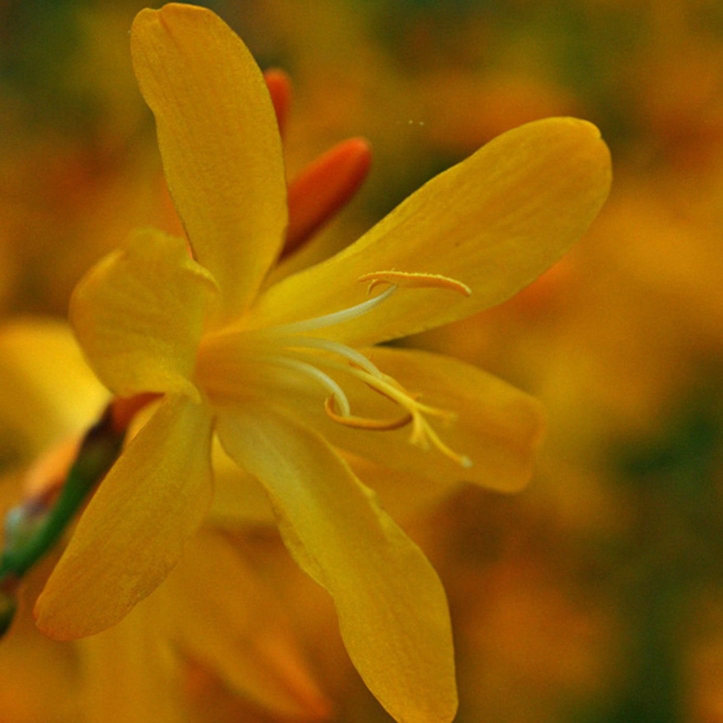 George Davidson Montbretia