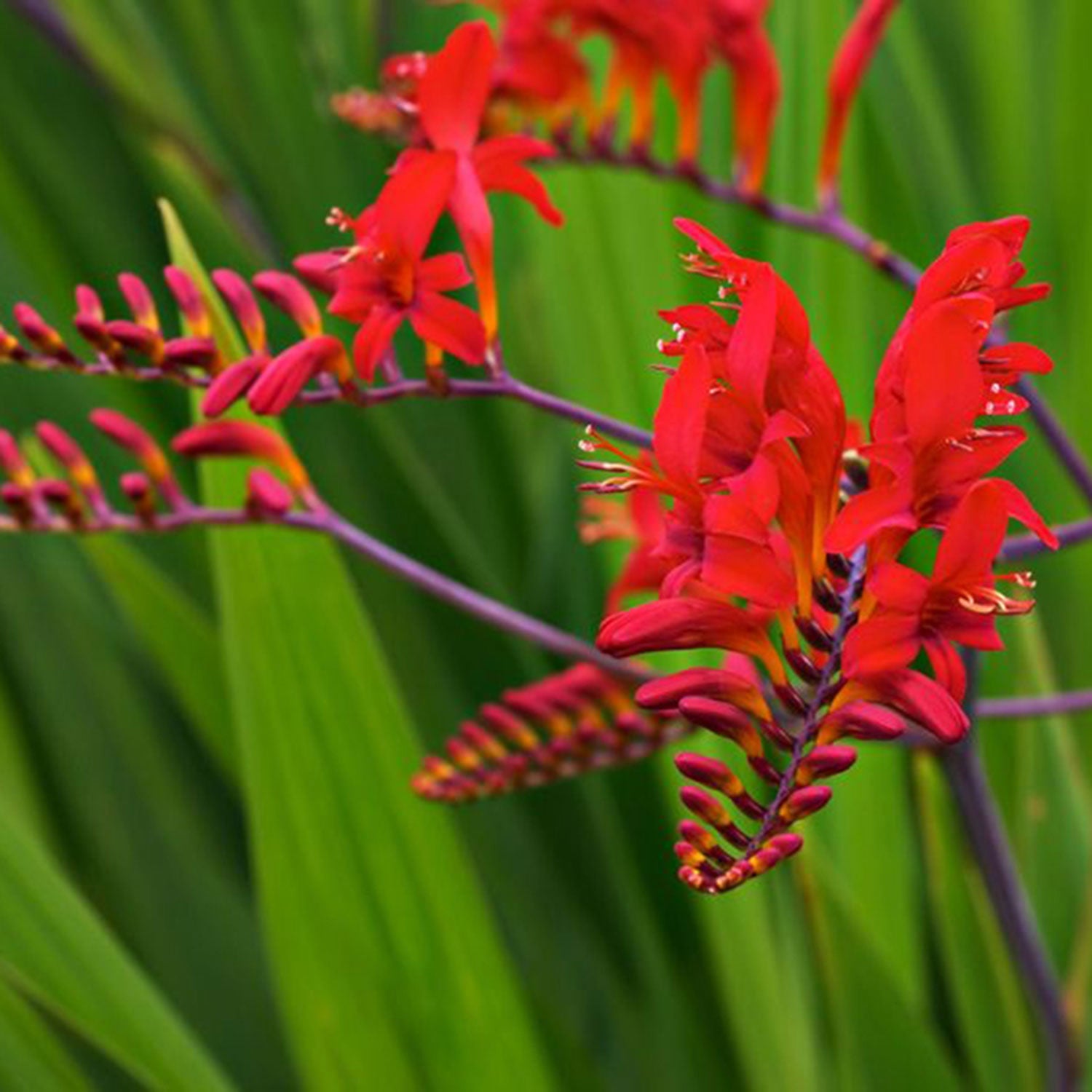Lucifer Montbretia