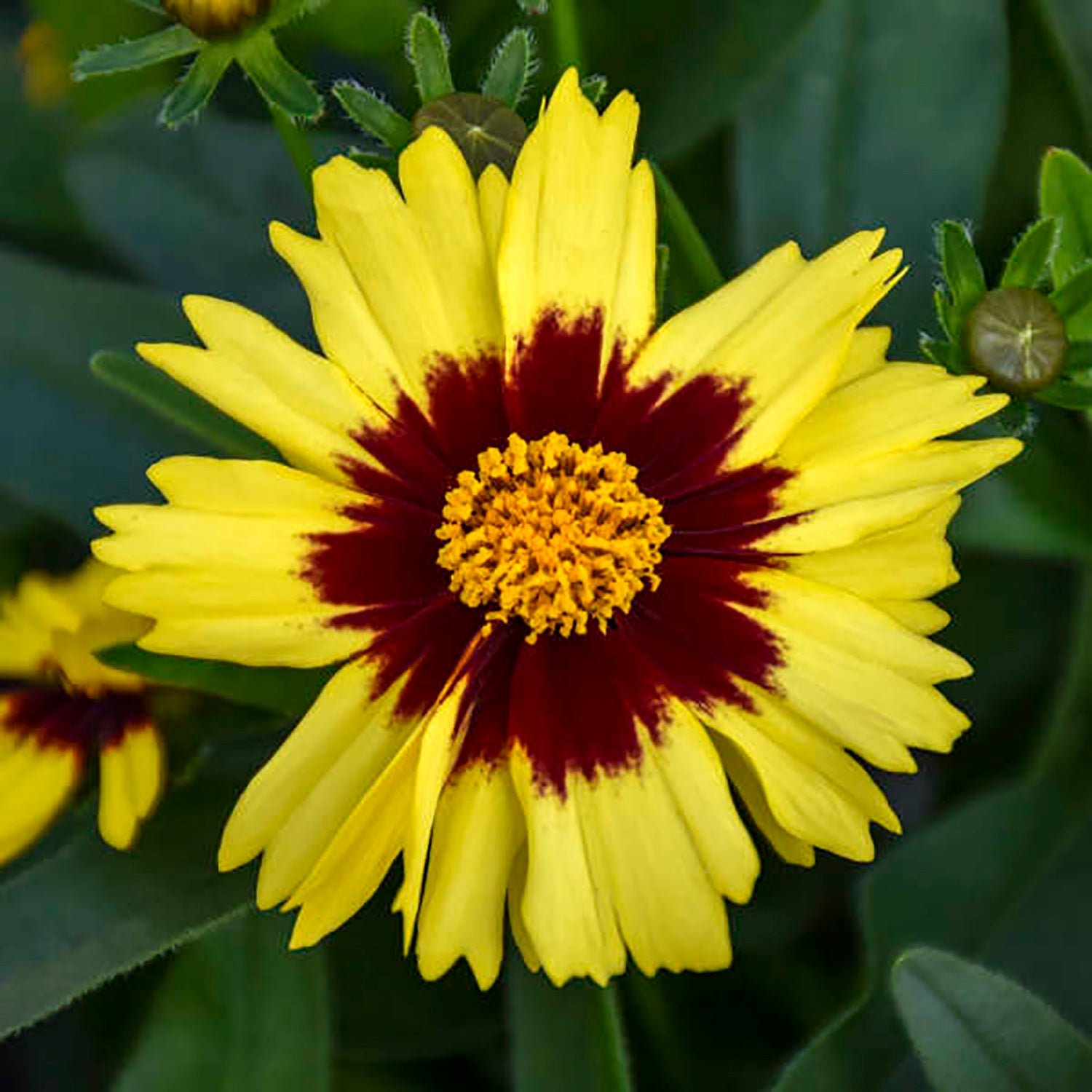 Yellow & Red Tickseed