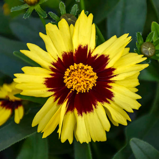 Yellow & Red Tickseed
