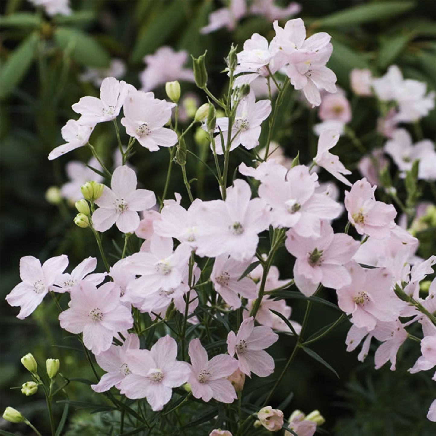 Summer Morning Larkspur