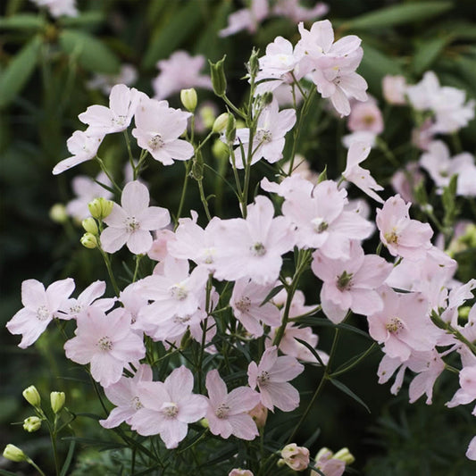Summer Morning Larkspur