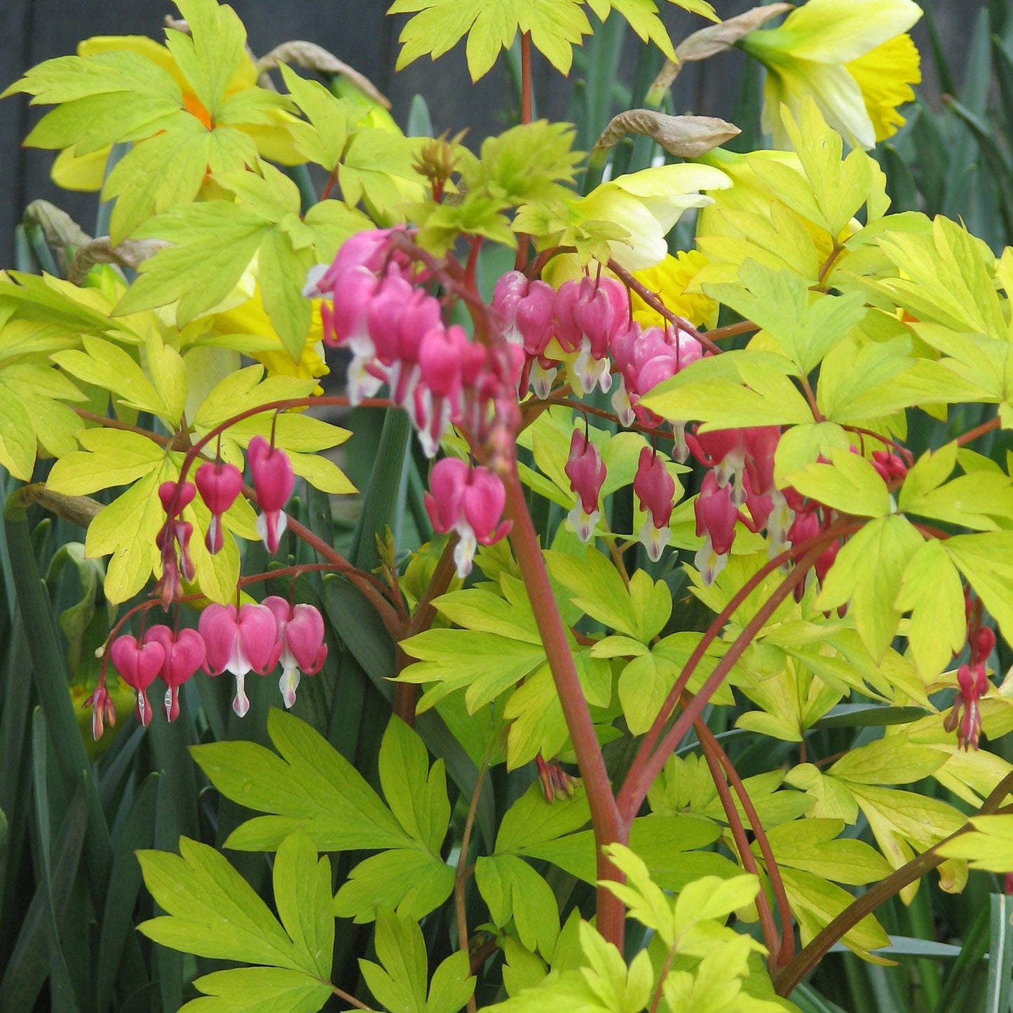 Golden Bleeding Heart