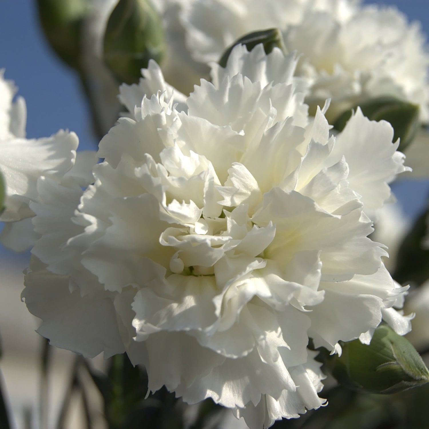 Memories Pinks