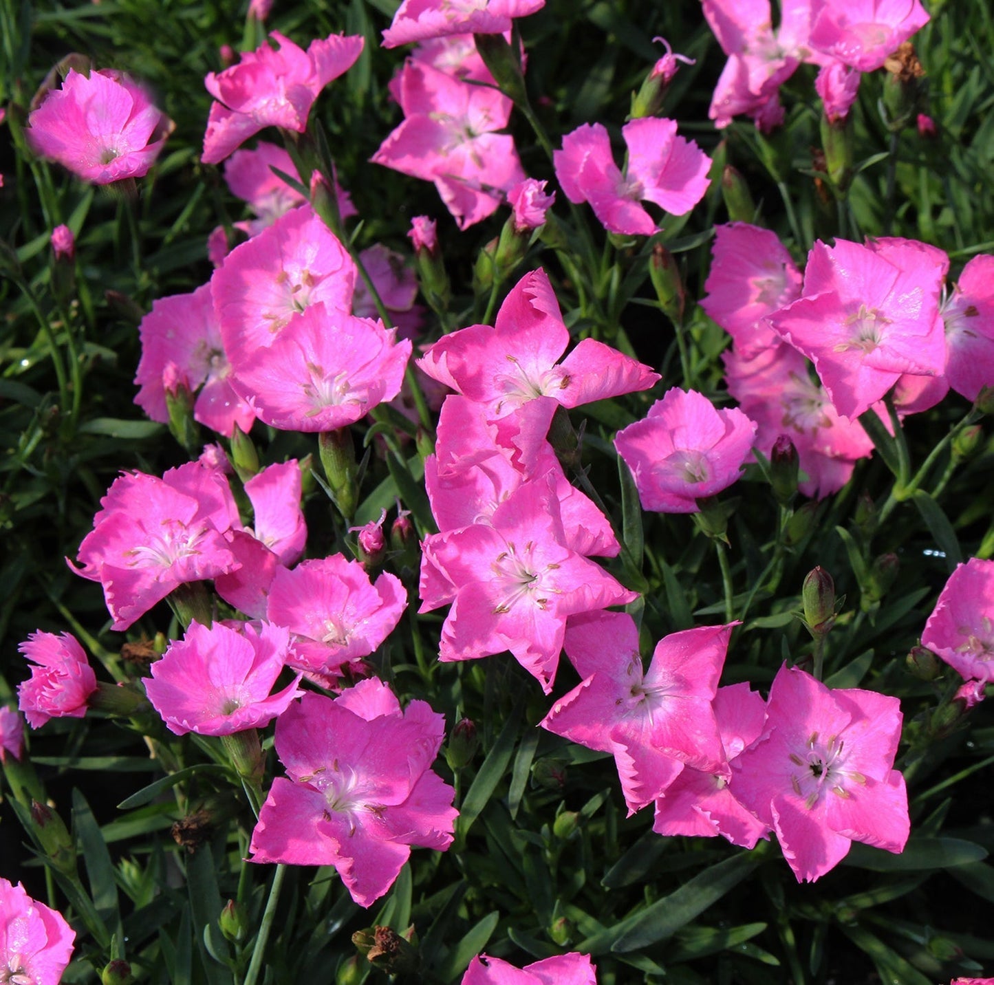Kahori Pink Border Pinks