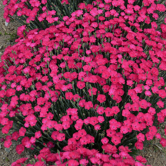 Magenta Pinks