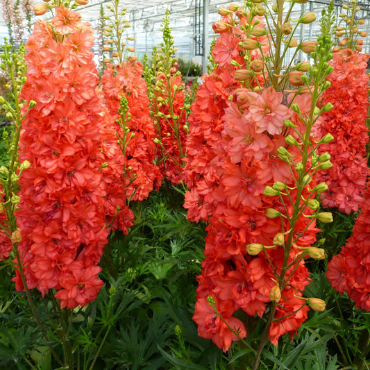 Red Lark Larkspur