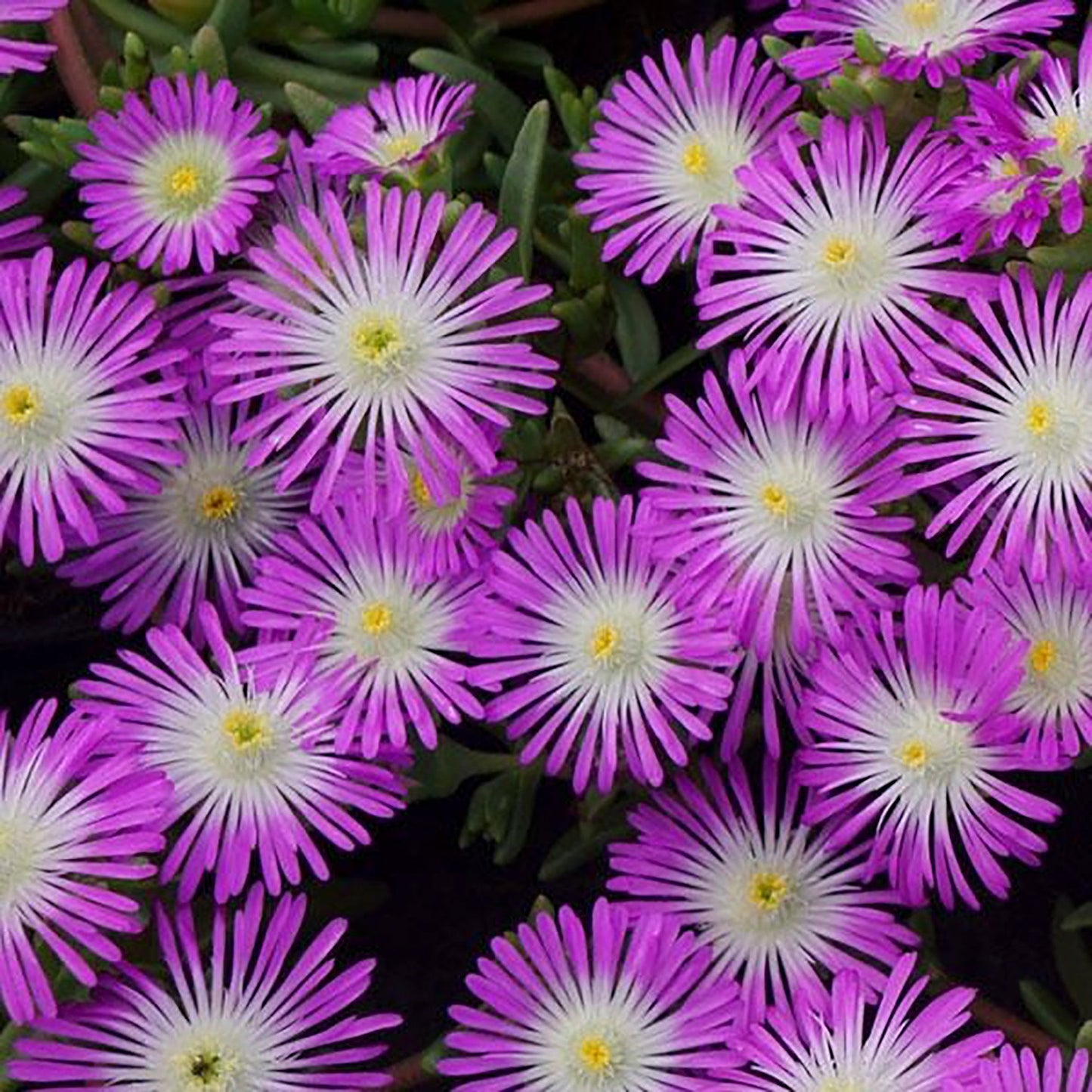 Violet Wonder Ice Plant