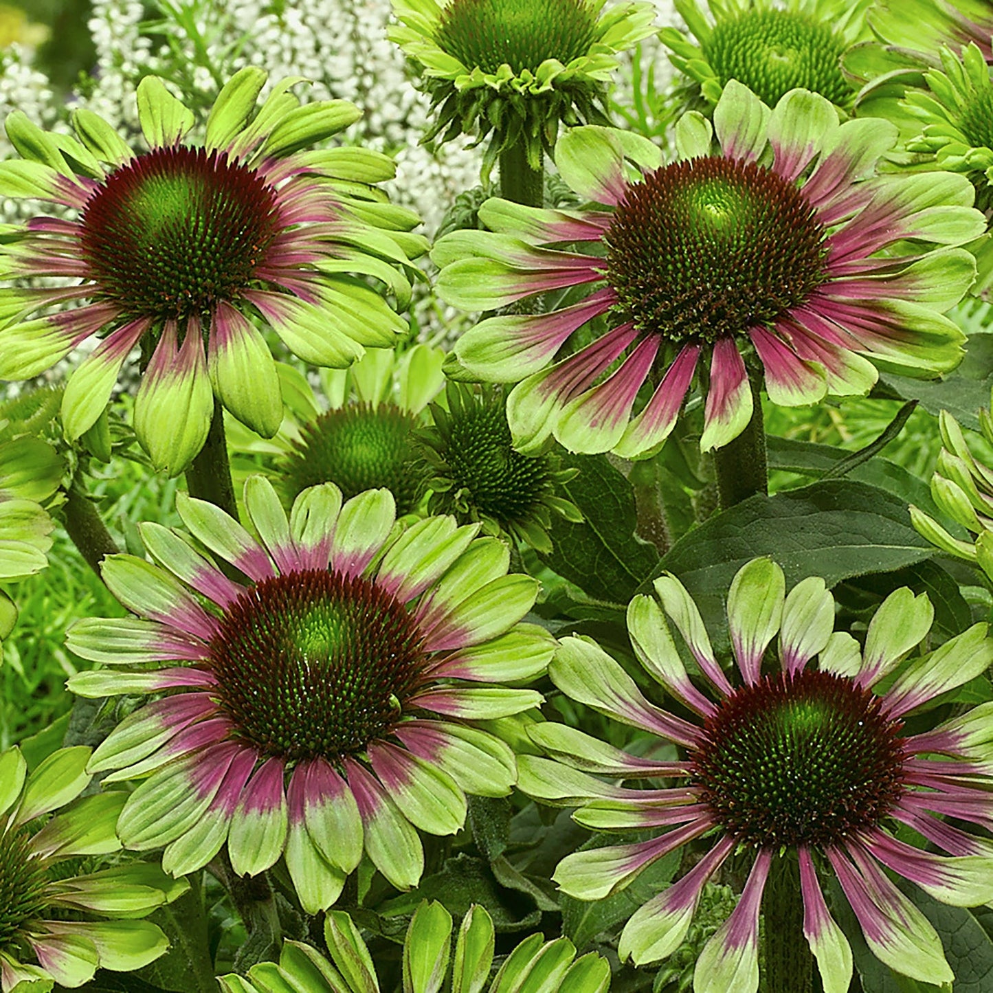 Green Twister Coneflower