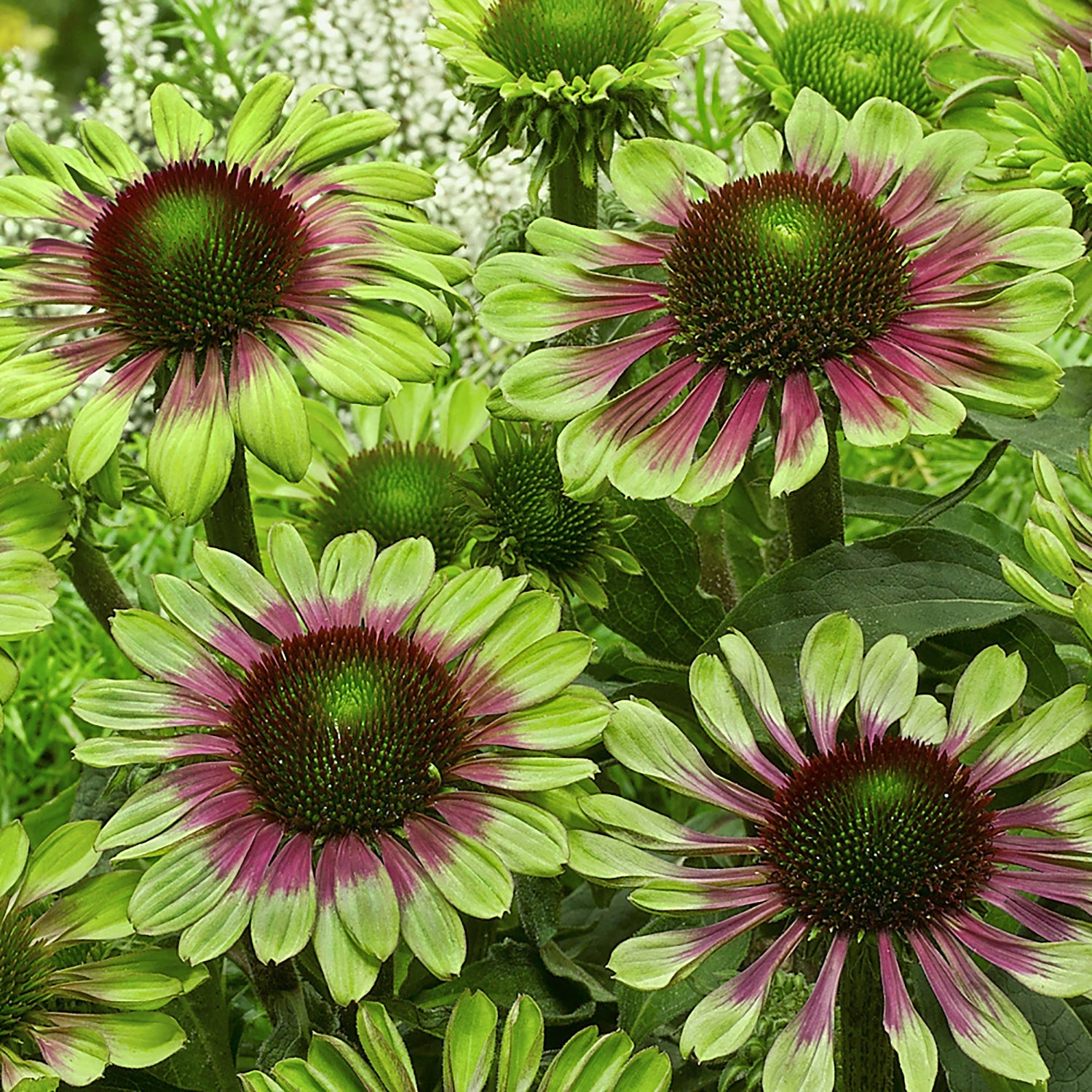 Green Twister Coneflower