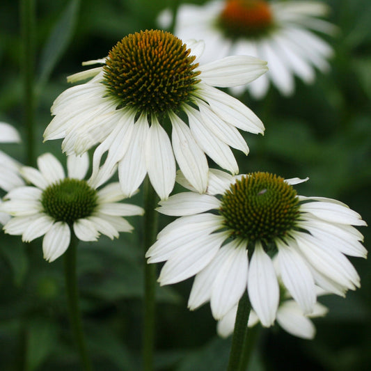 White Swan Coneflower