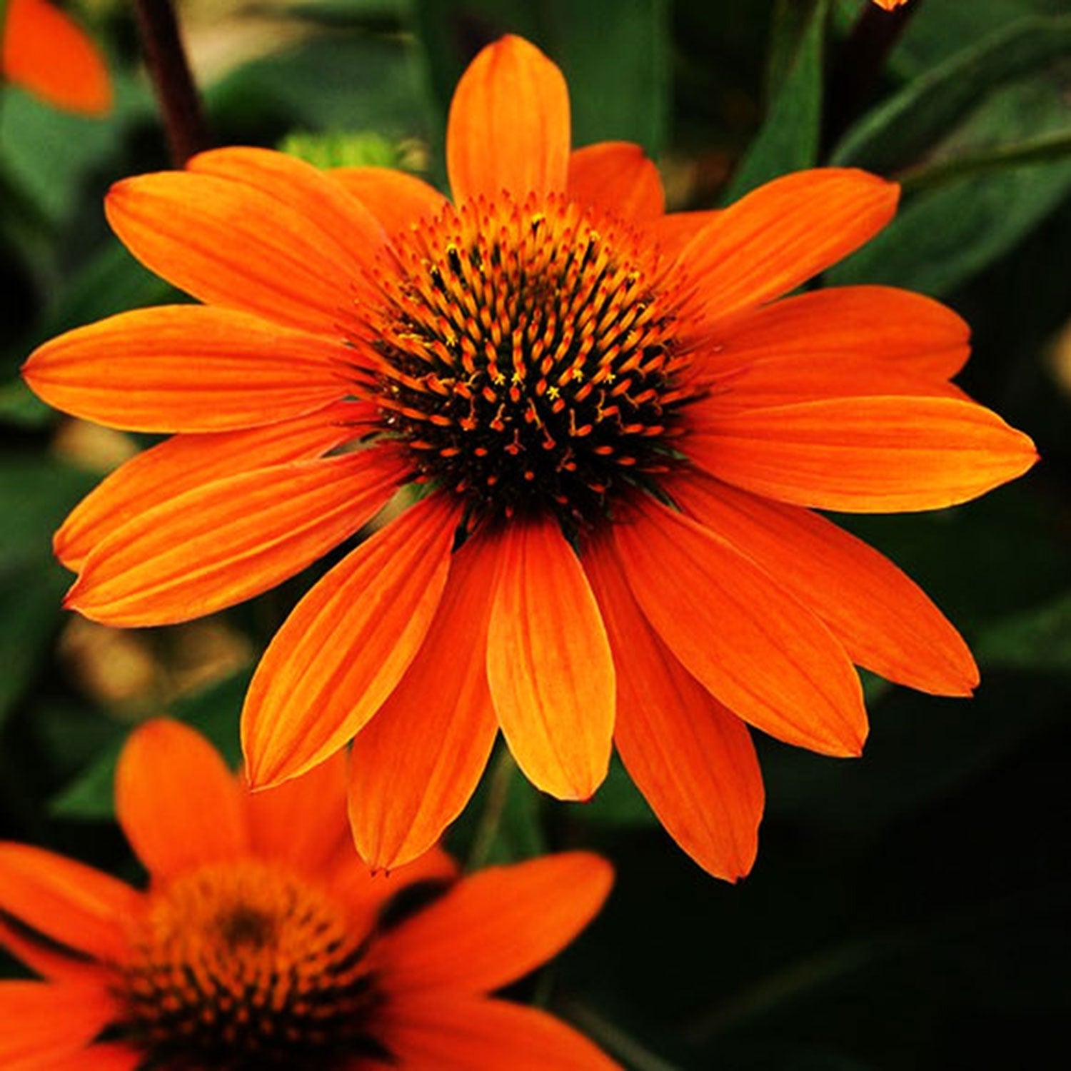 Adobe Orange Coneflower