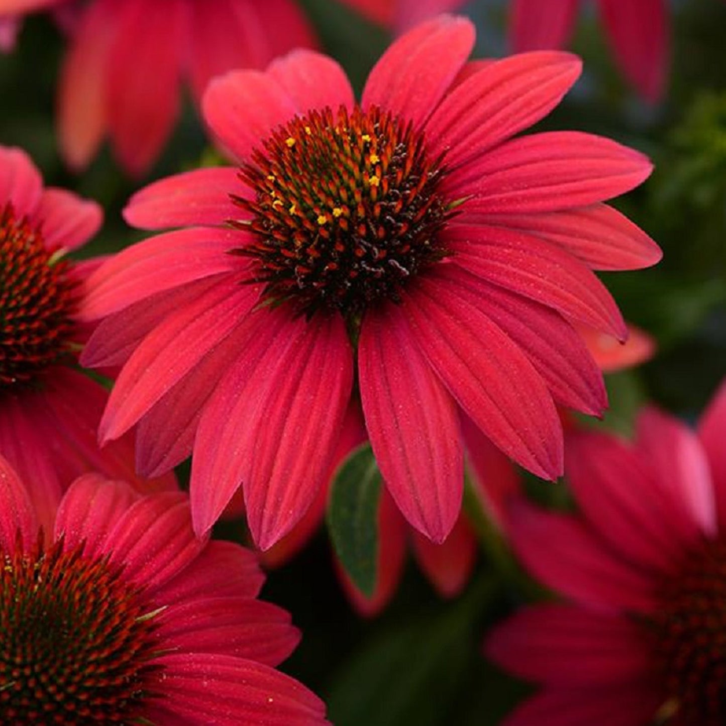 Baja Burgundy Coneflower