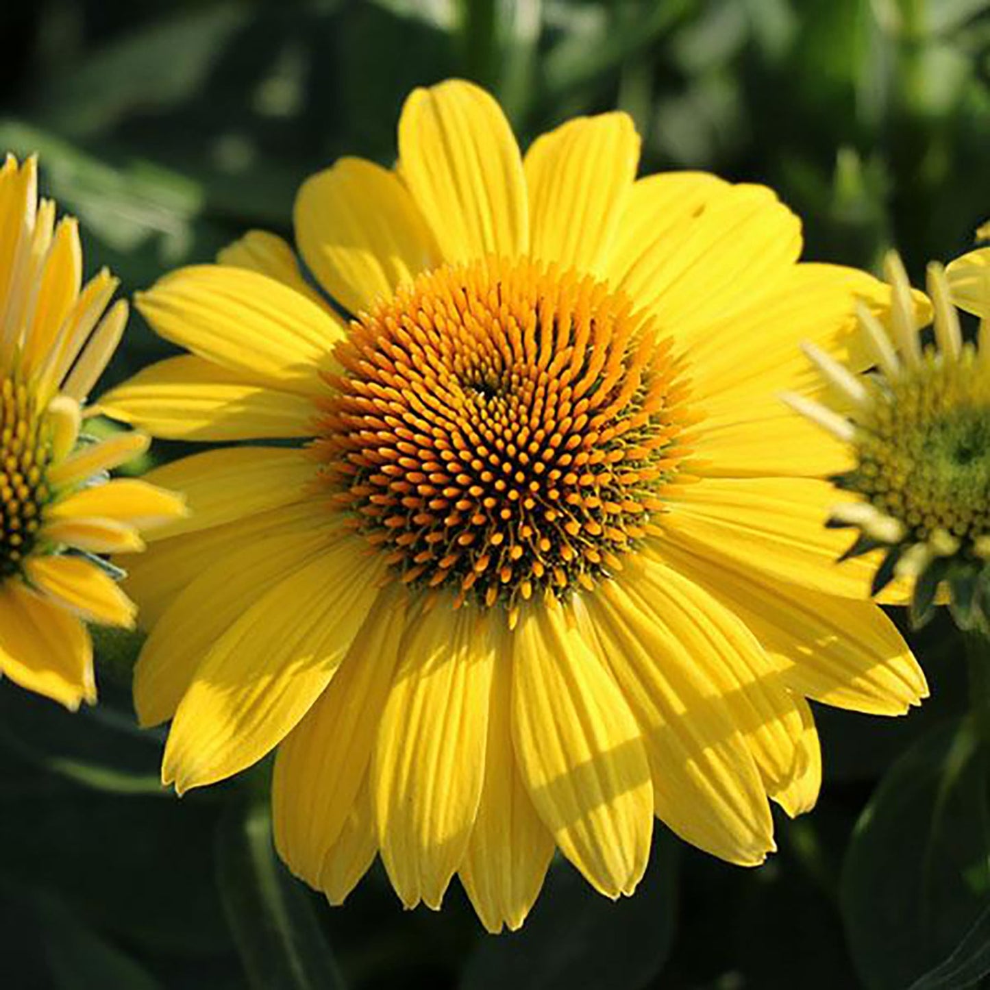 Lemon Yellow Improved Coneflower