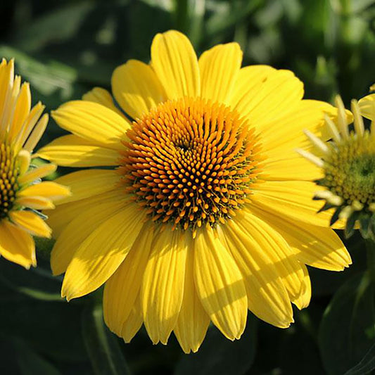 Lemon Yellow Improved Coneflower