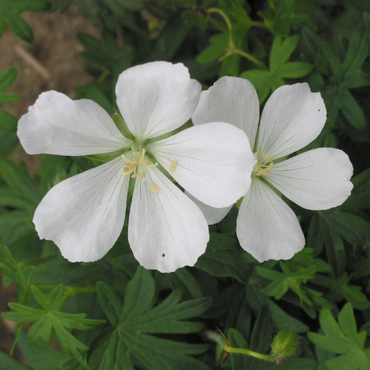 White Cranesbill