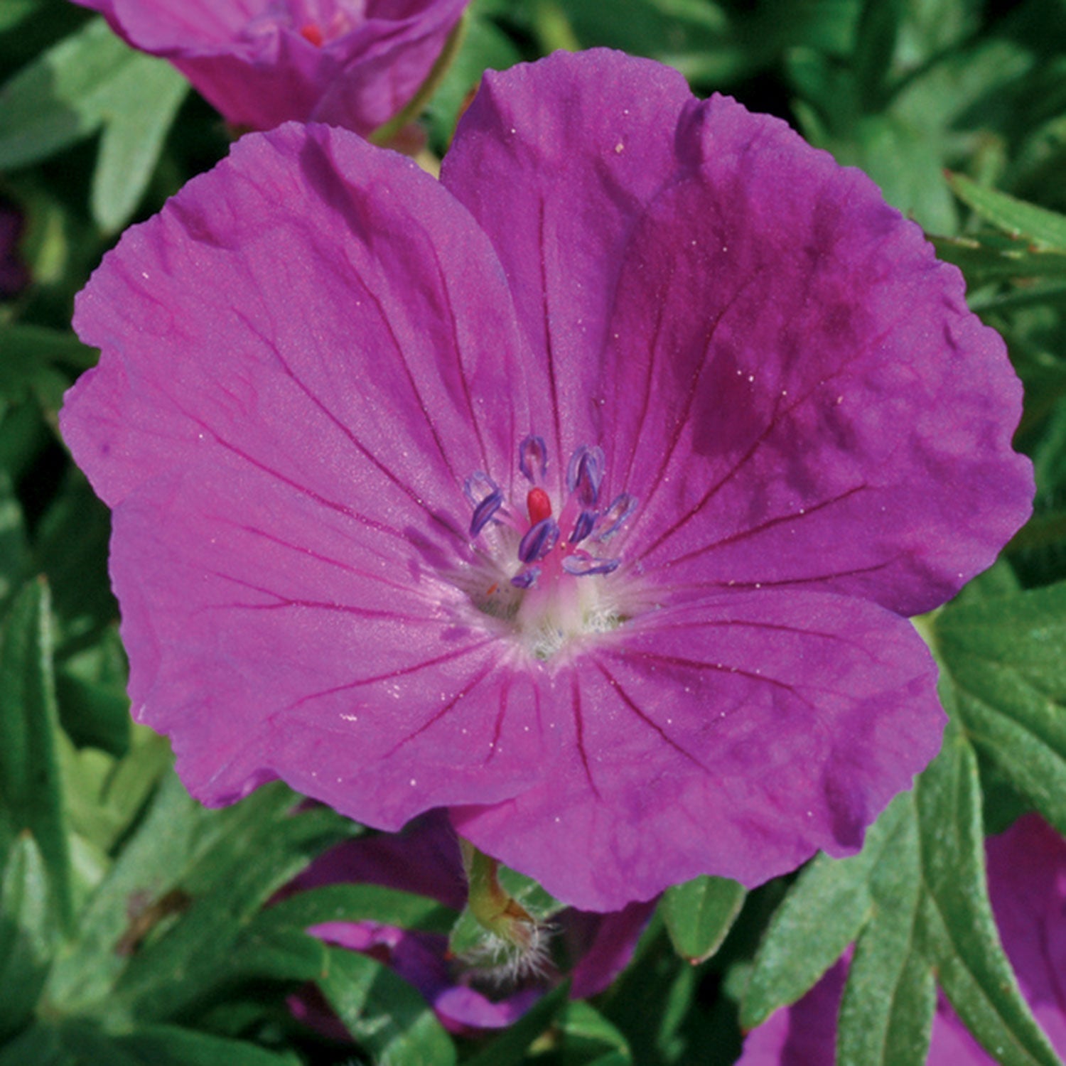 New Hampshire Purple Cranesbill