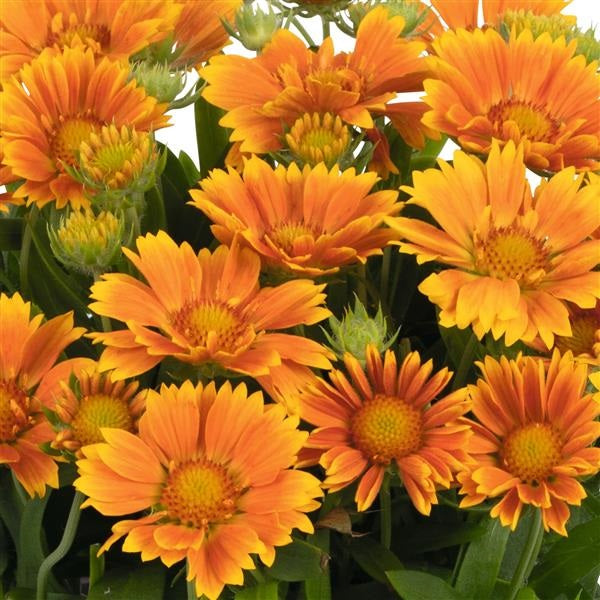 Mango Blanket Flower
