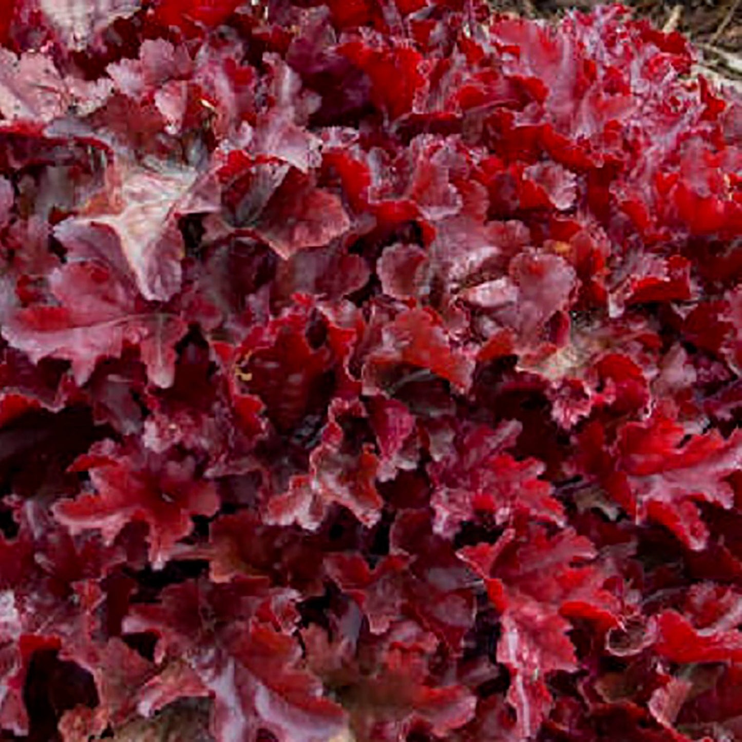 Cherry Truffles Coral Bells