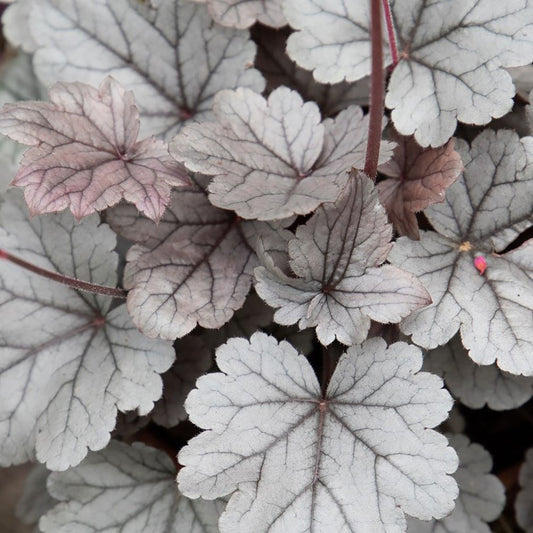 Silver Gumdrop Coral Bells