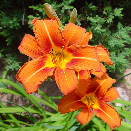Orange Daylily