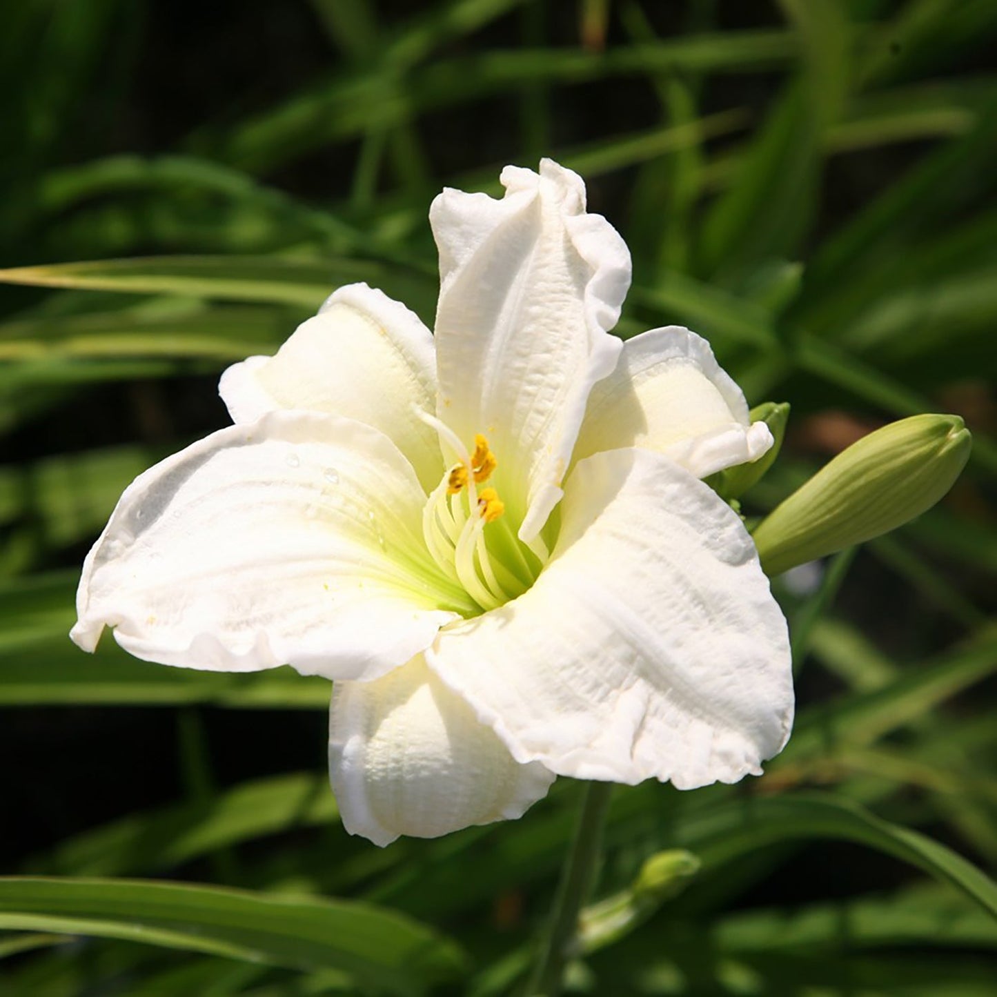 Gentle Shepherd Daylily
