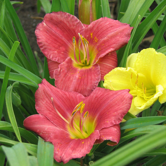 Rosy Returns Daylily