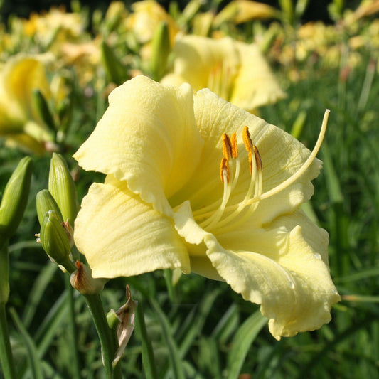 Stella Supreme Daylily