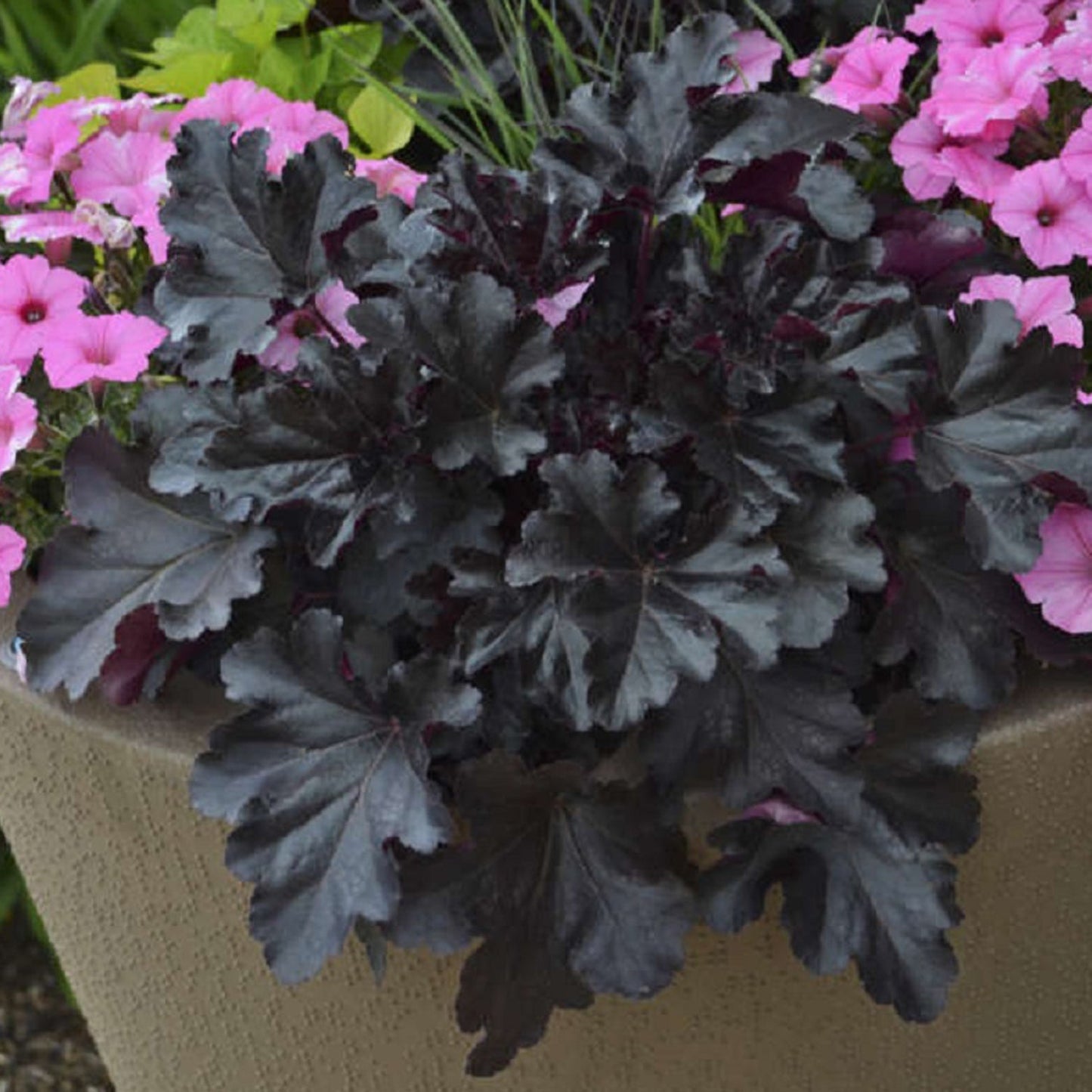 Black Pearl Coral Bells