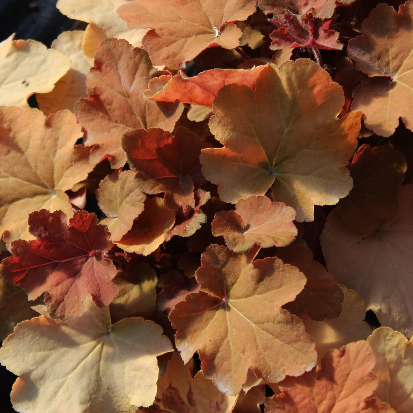 Caramel Coral Bells