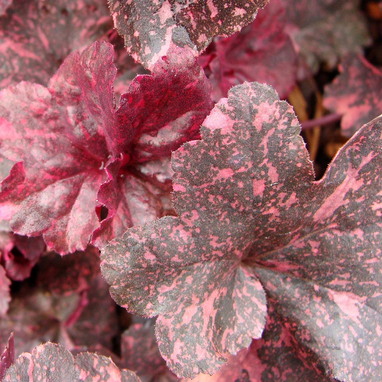 Midnight Rose Coral Bells