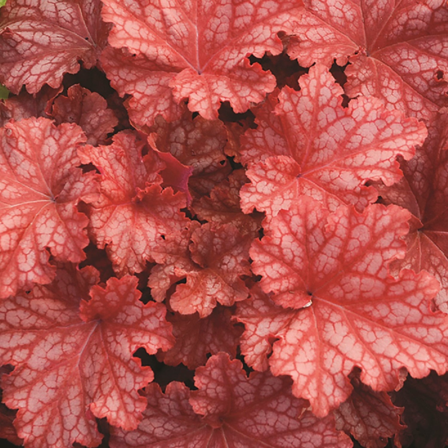 Peachberry Ice Coral Bells