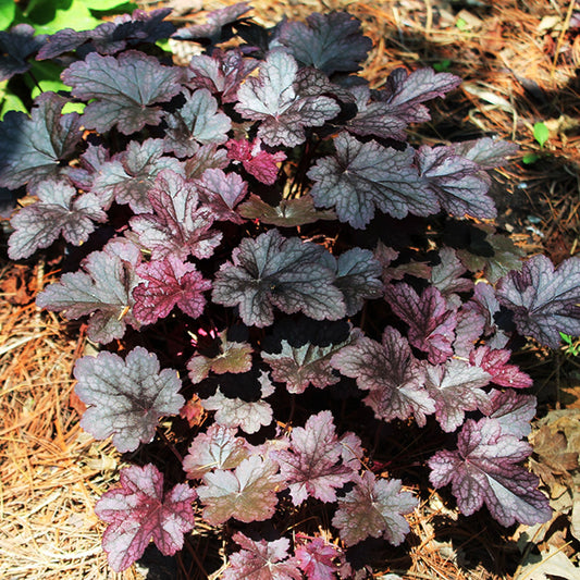 Plum Pudding Coral Bells