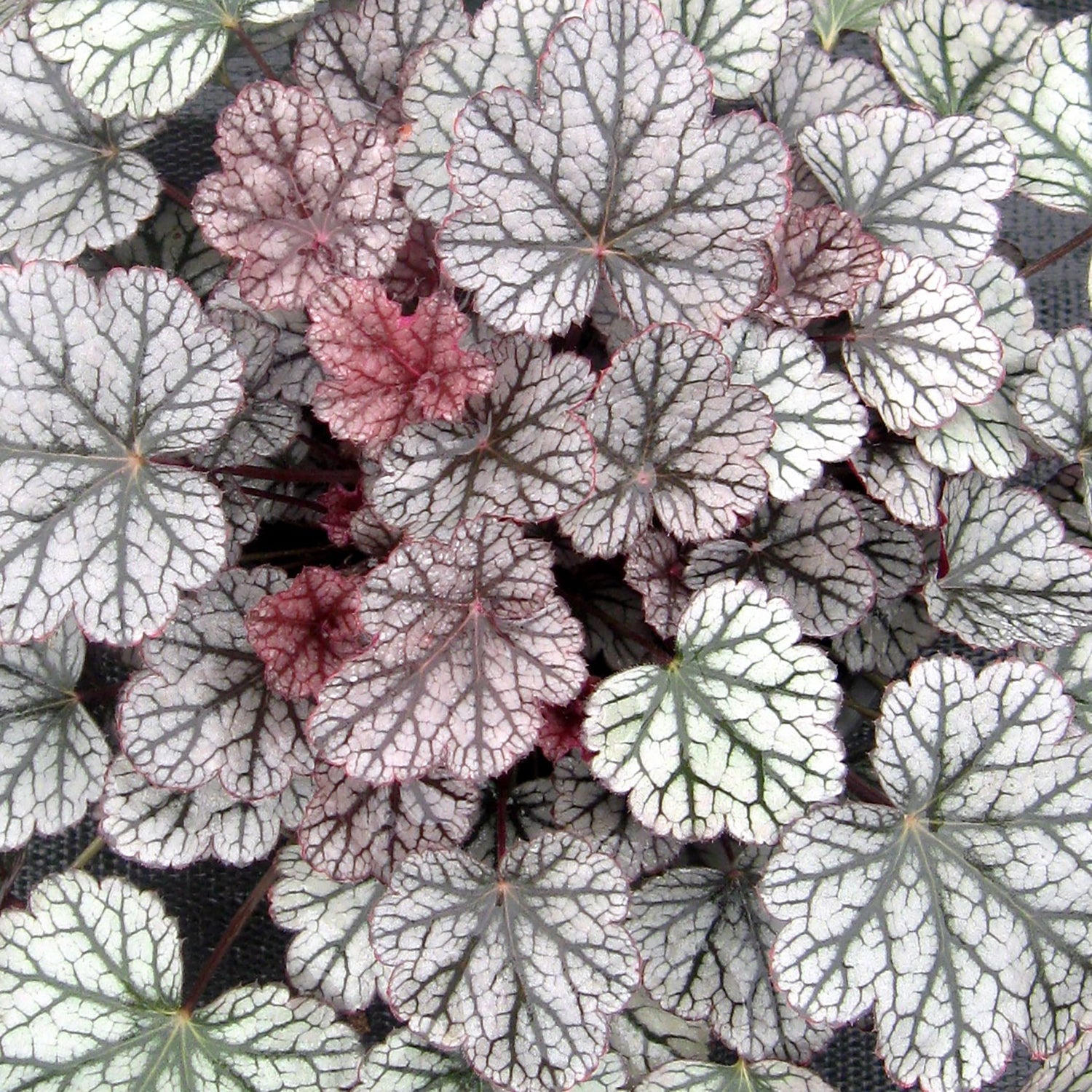 Silver Scrolls Coral Bells