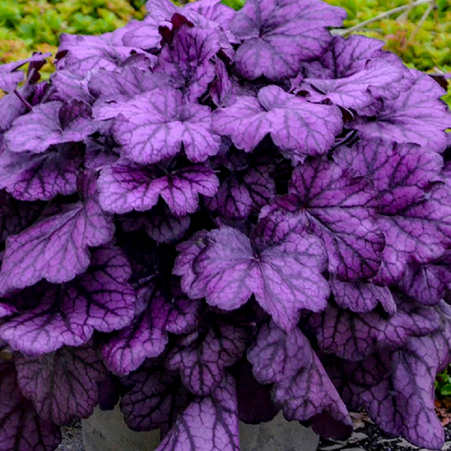 Wild Rose Coral Bells