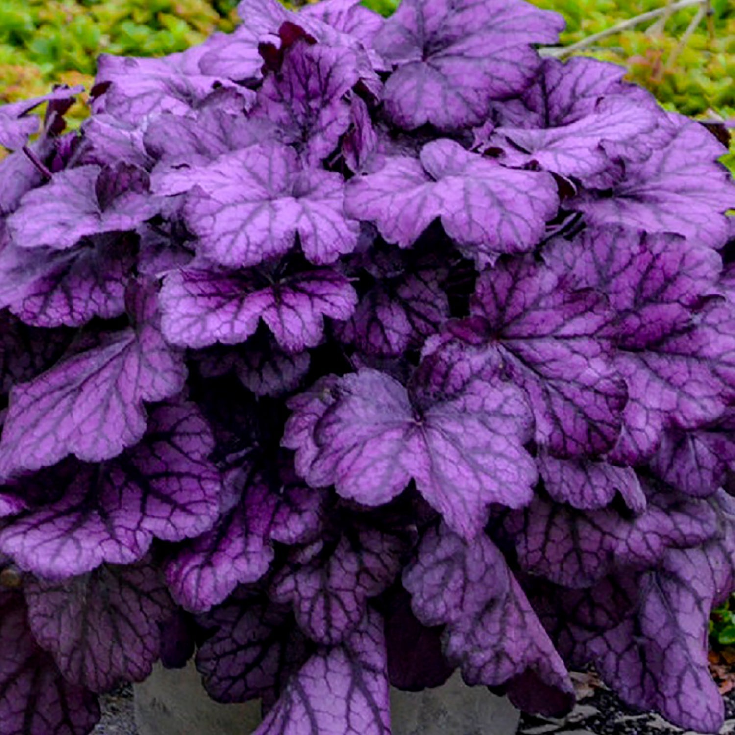 Wild Rose Coral Bells