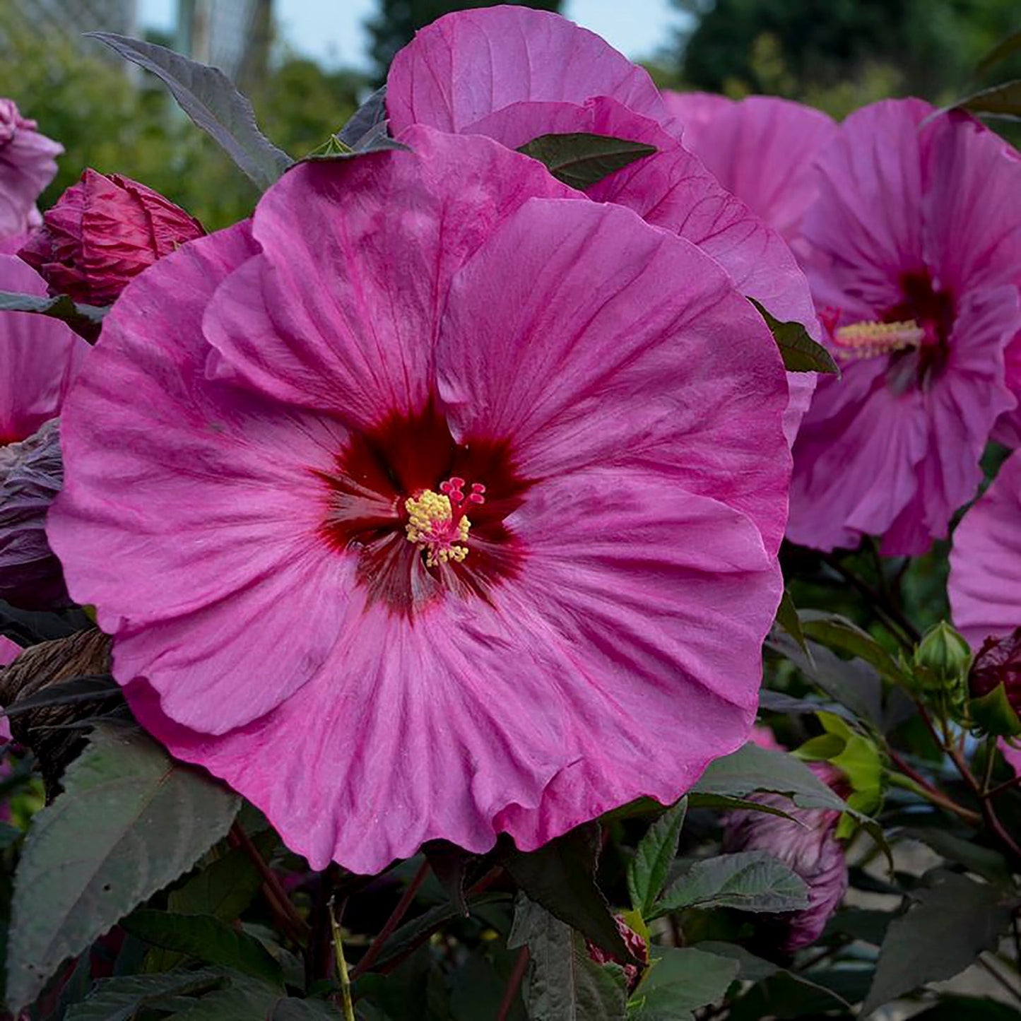 Berry Awesome Rose Mallow
