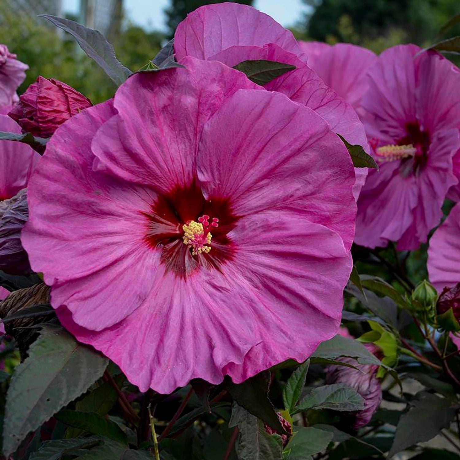Berry Awesome Rose Mallow