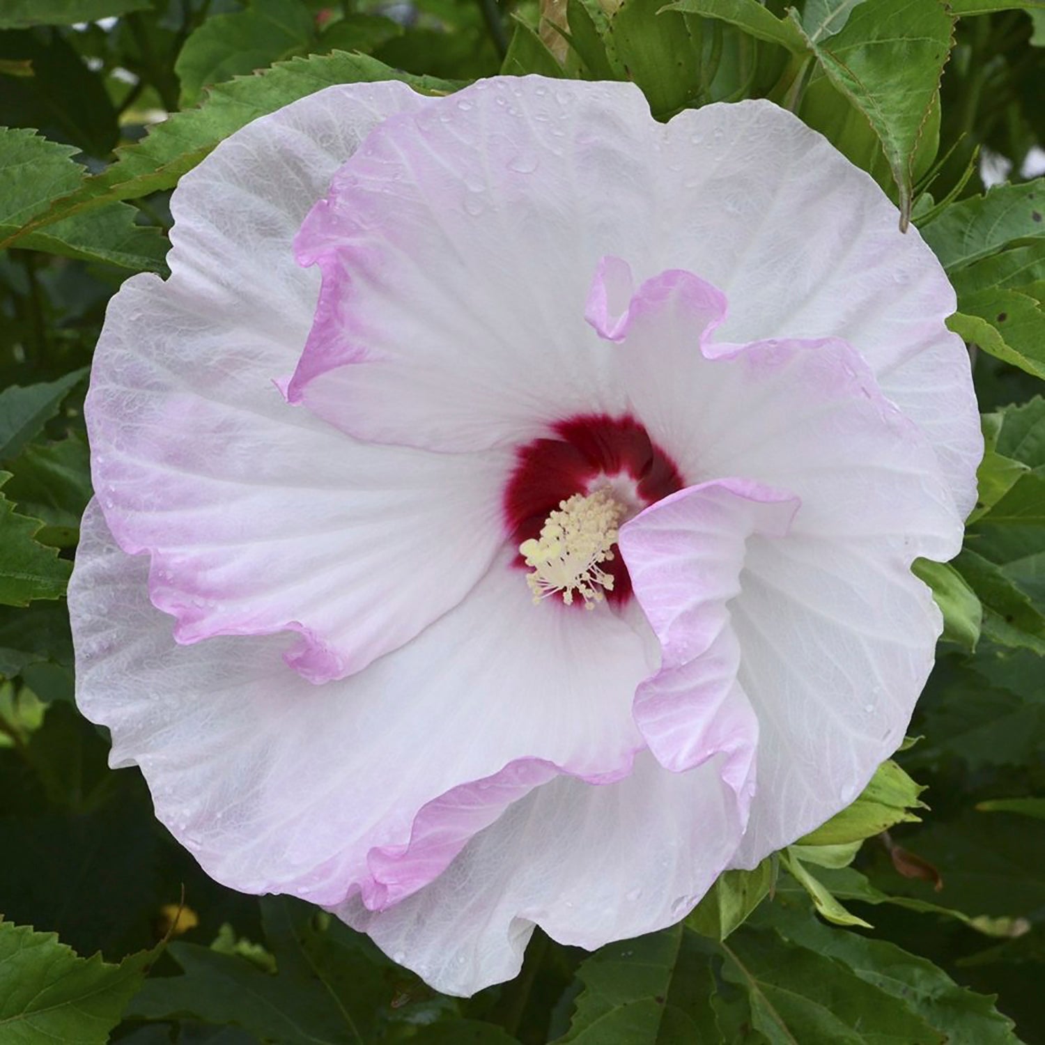 Ballet Slippers Rose Mallow