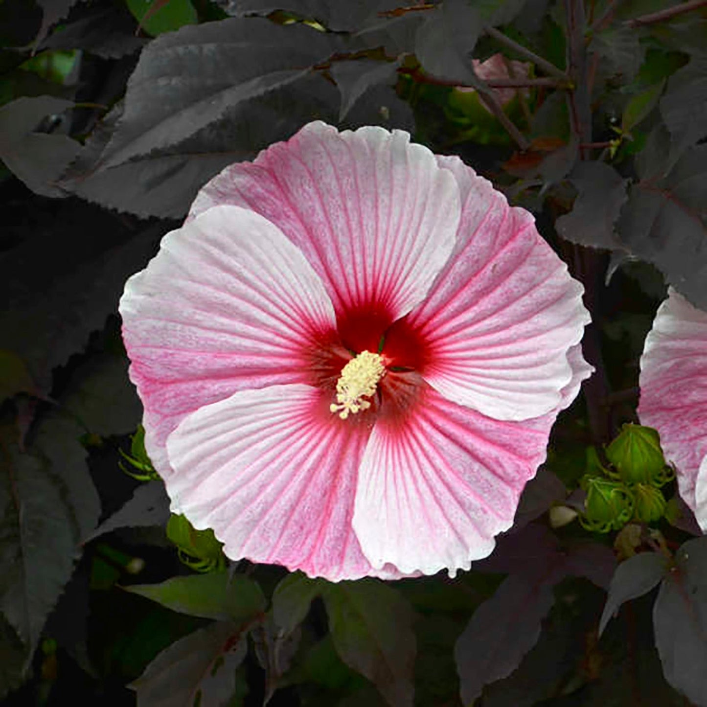 Starry Starry Night Rose Mallow