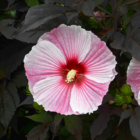 Starry Starry Night Rose Mallow