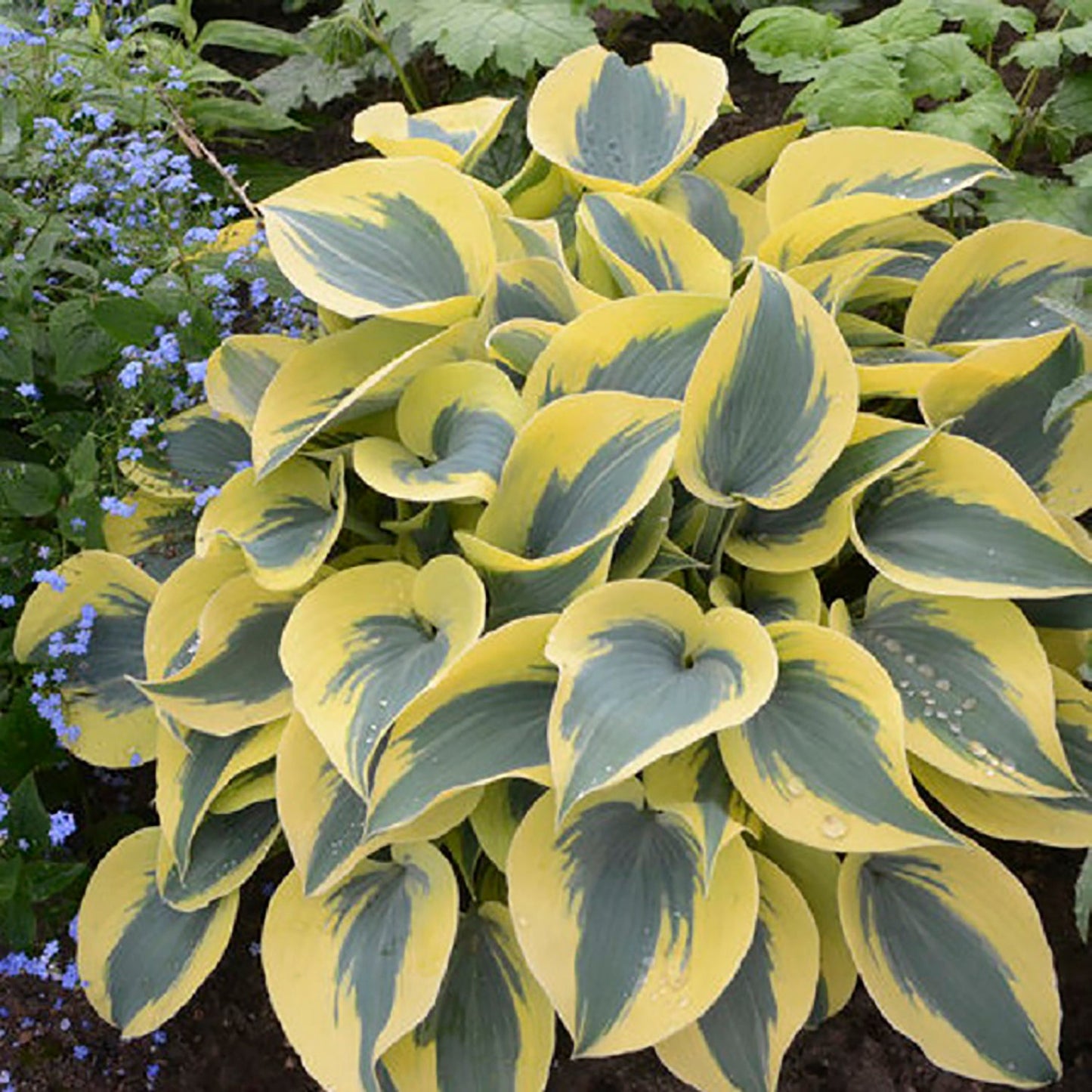 Autumn Frost Plantain Lily