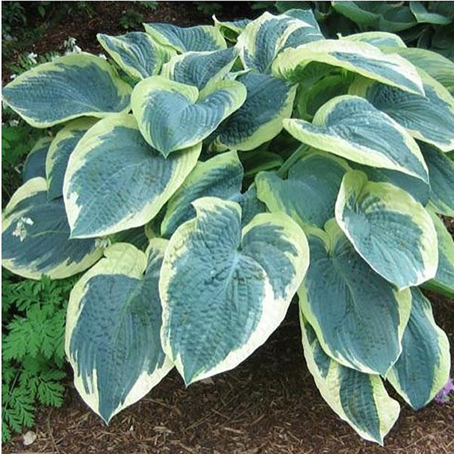 American Halo Plantain Lily