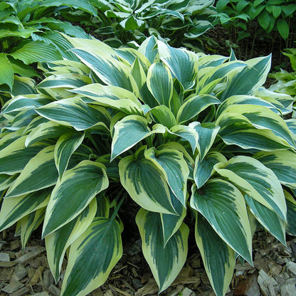 Bobcat Hosta