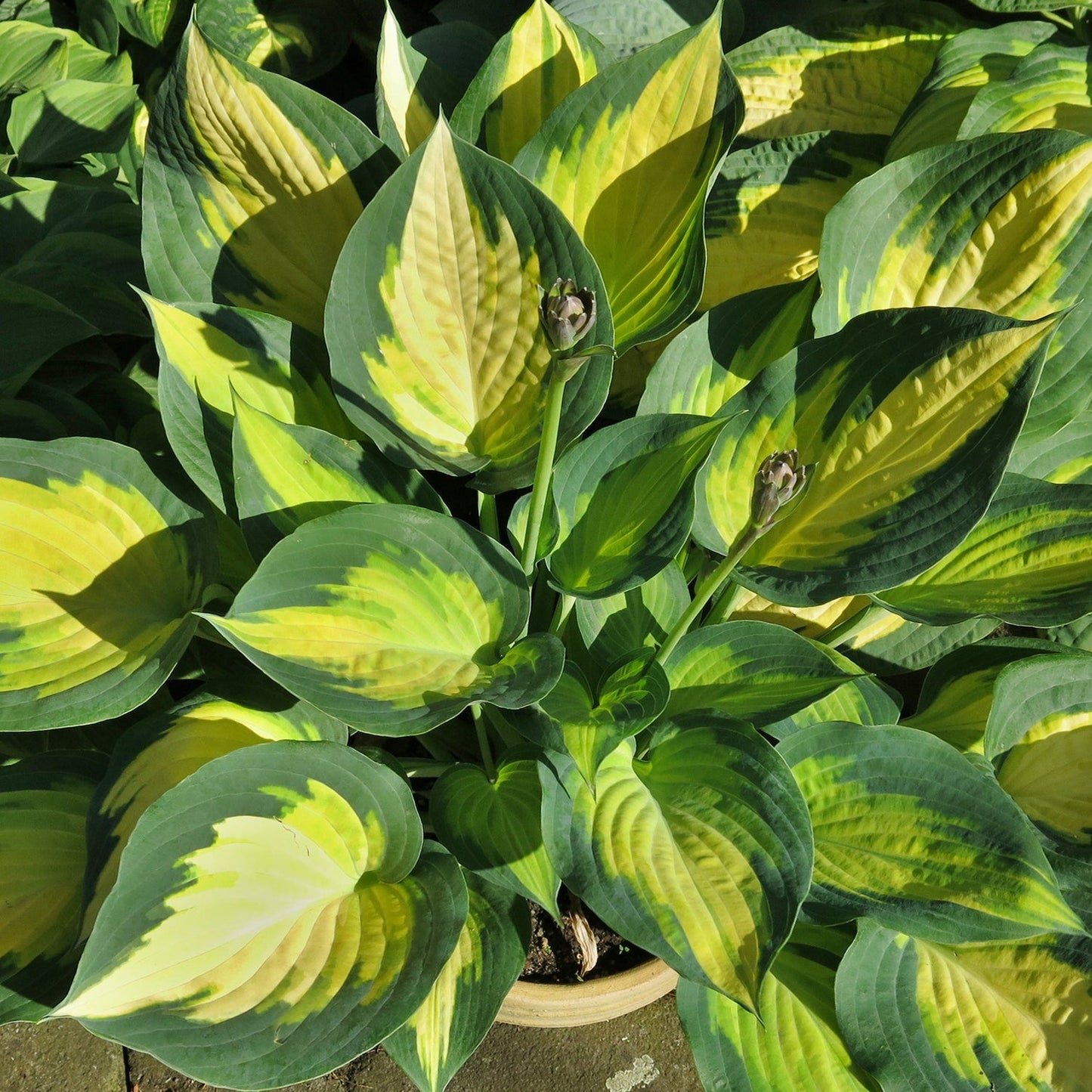 Forbidden Fruit Plantain Lily