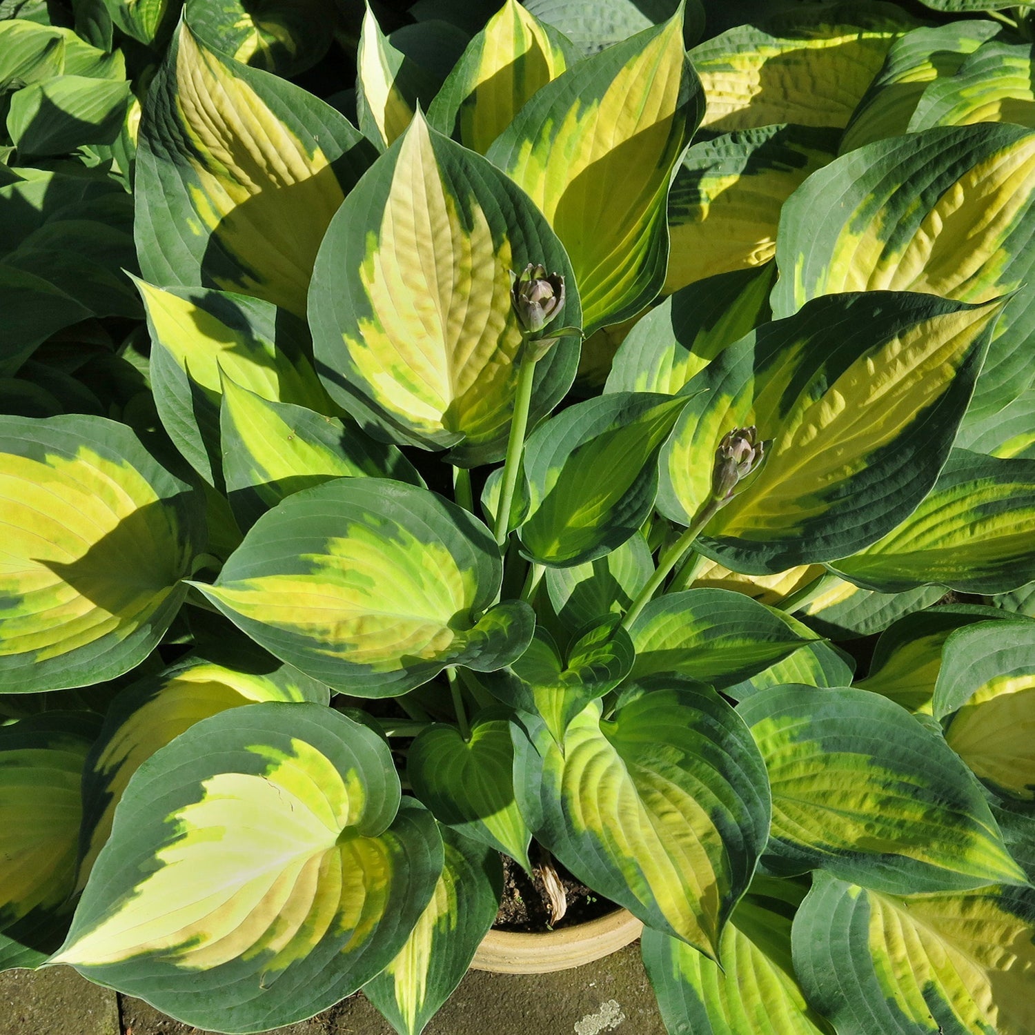 Forbidden Fruit Plantain Lily